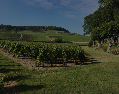 Champagne Claude Cazals Le Mesnil sur Oger